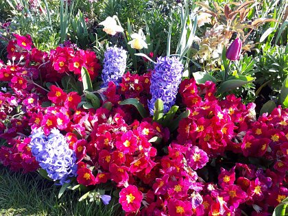 Heady Hyacinths from Sarah Scott