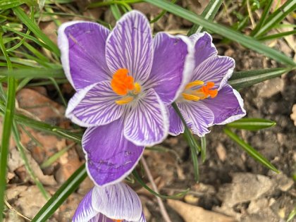 Superb striped crocus