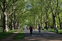 Blog 11: Trees in The Parks