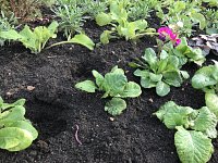 Theft! Hyde Park Loses Plants