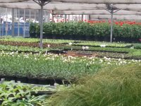 Visit to Hyde Park Nursery